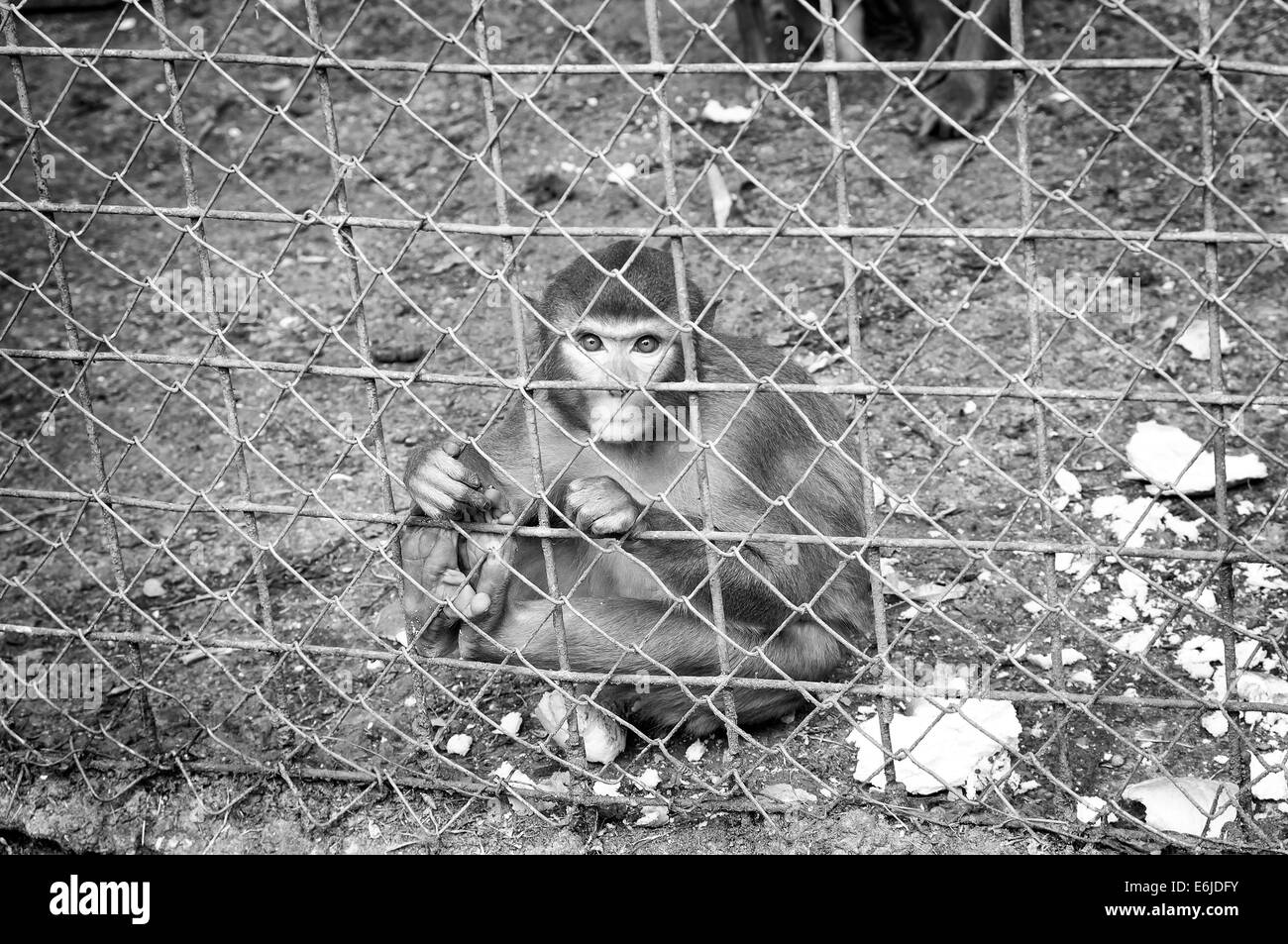 Traurigen Affen Stockfoto