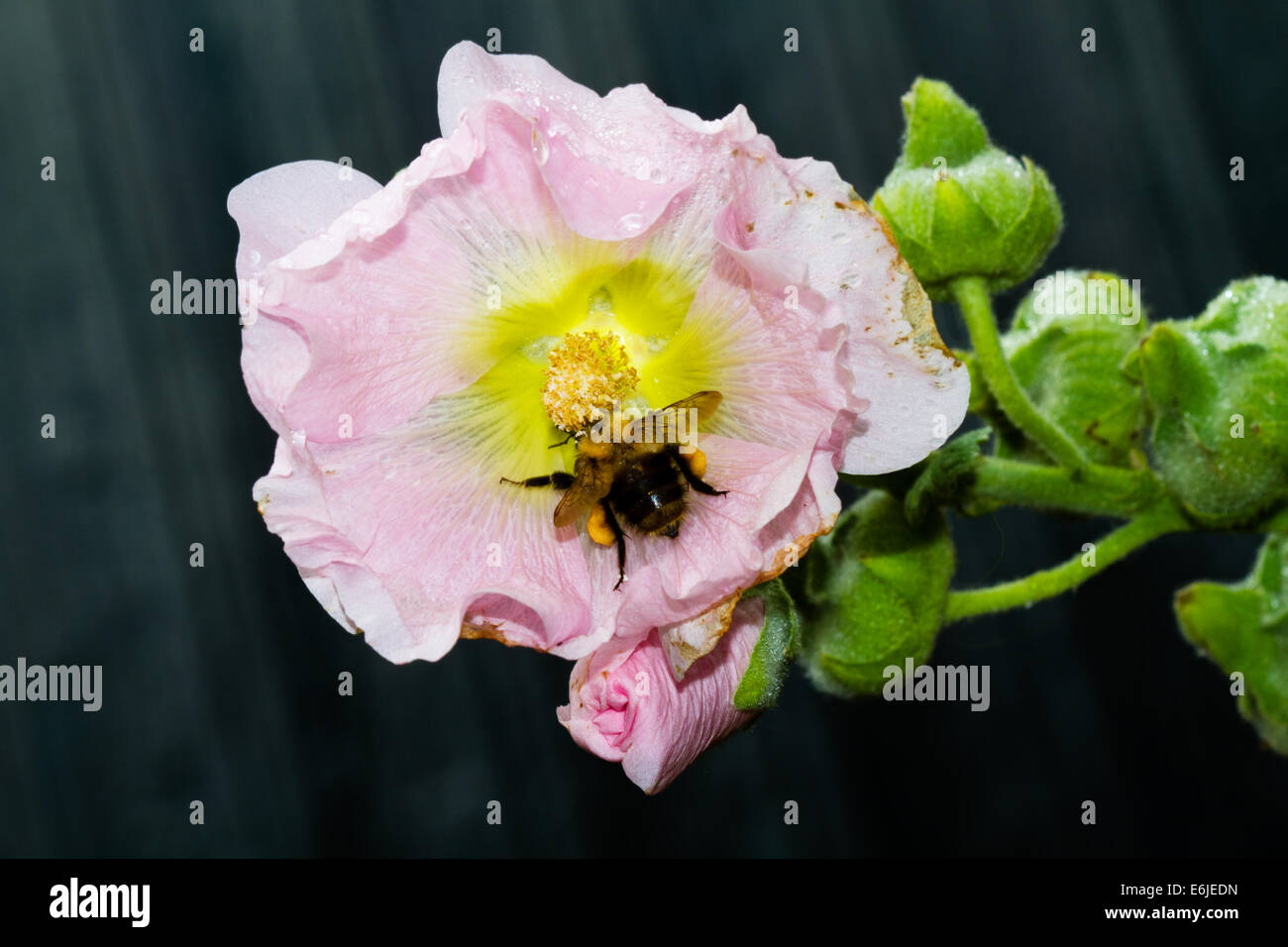 Eine Biene auf die lila Blüten der Stockrose Stockfoto