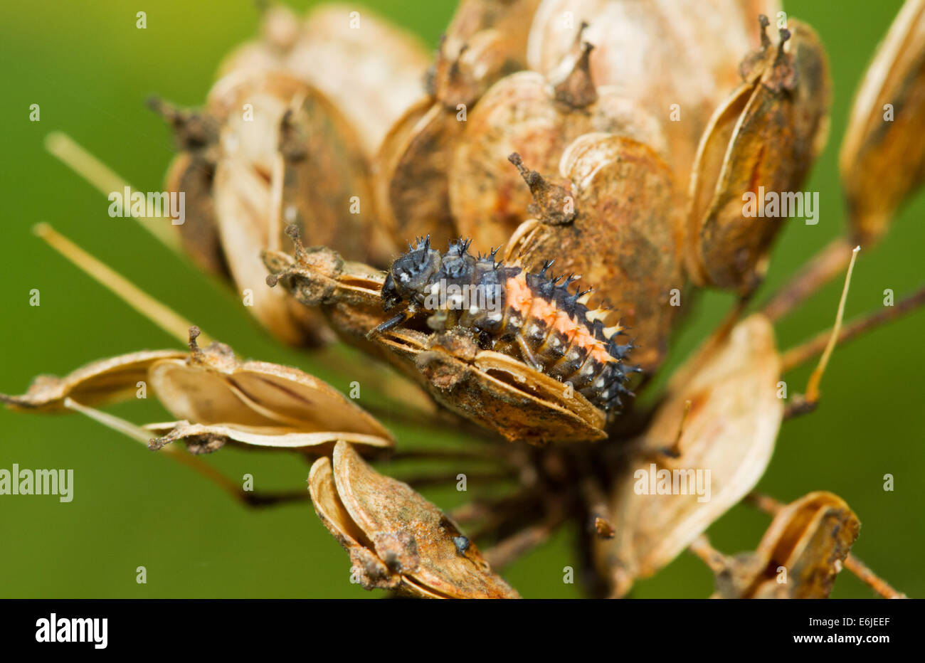 Larve der Marienkäfer auf den Samen eine verwelkte Blume von Bärenklau Stockfoto