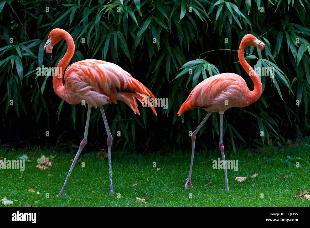 zwei Flamingos vor dem Hintergrund der grünen Blätter Stockfoto