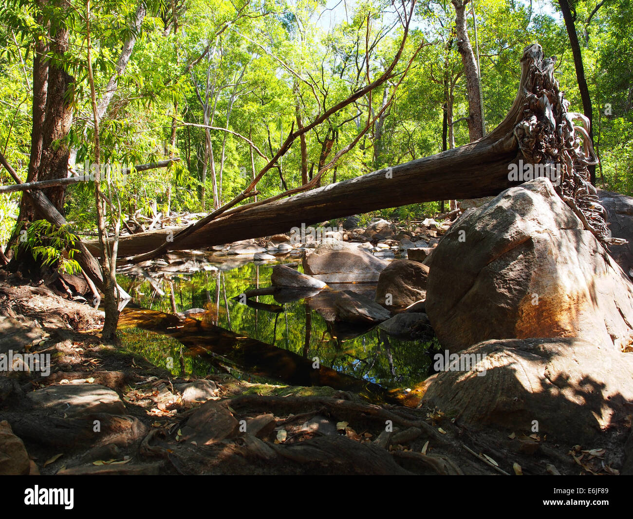 Umgestürzten Baum im Top End, Australien Stockfoto