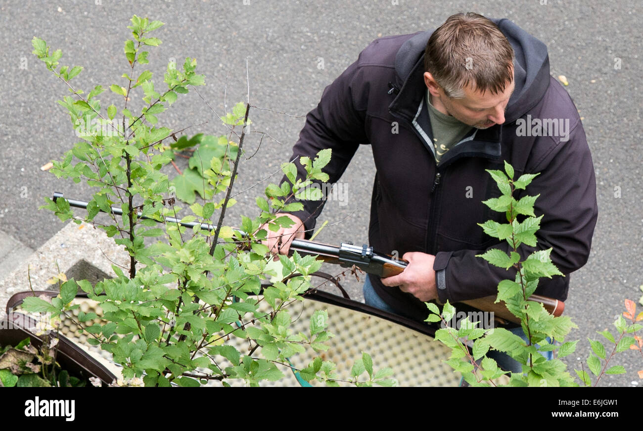 Dresden, Deutschland. 25. August 2014. Ein Betäubungsgewehr (vorne) wird vor einem Siemens Verwaltungsgebäude in Dresden, Deutschland, 25. August 2014 geladen. Ein Elch verirrt sich in das Gebäude. Die zwei bis drei Jahre alte Tier brach durch eine Glas-Tür und gestrandet in der Eingangshalle. Es war am Wochenende in Radebeul bei Dresden gesichtet und wird voraussichtlich aus dem Norden, möglicherweise Polen in das Elbtal migriert haben. Foto: Arno Burgi/Dpa/Alamy Live-Nachrichten Stockfoto