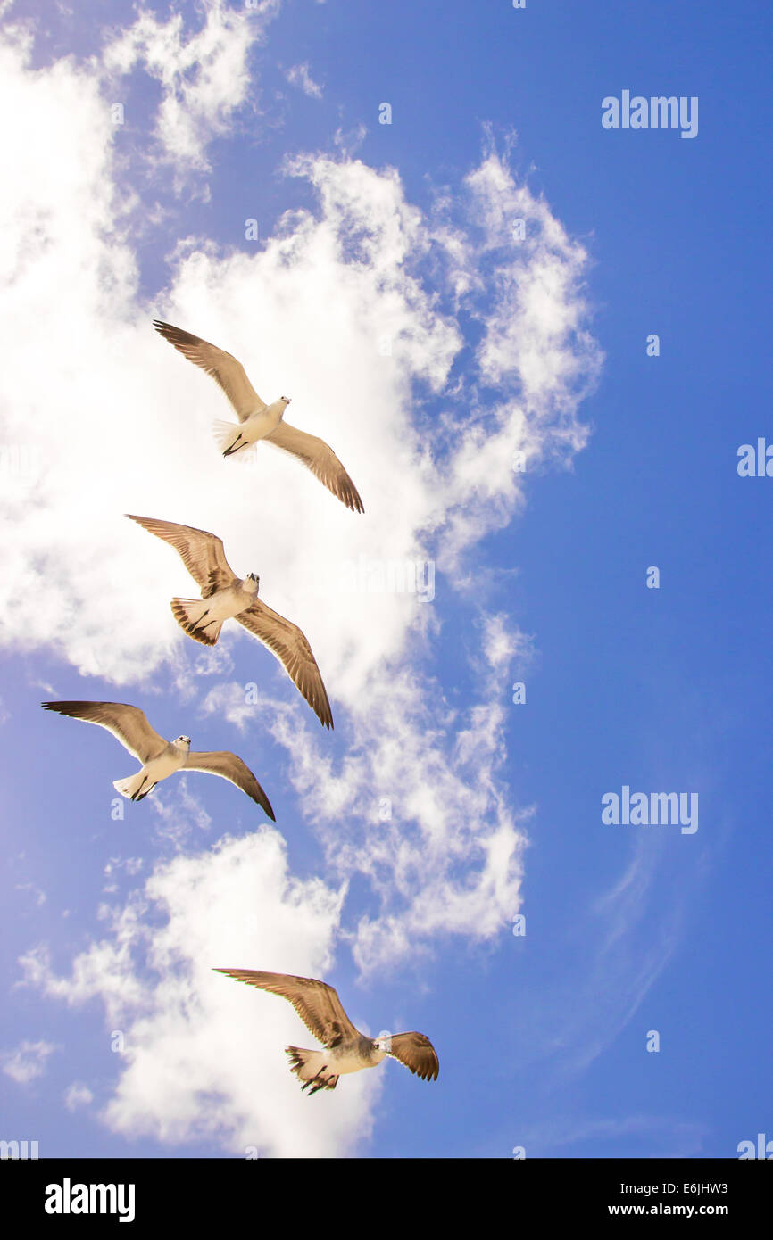 Kleine Gruppe von Möwen vor dem Hintergrund des blauen Himmels und kleine Wolken Stockfoto