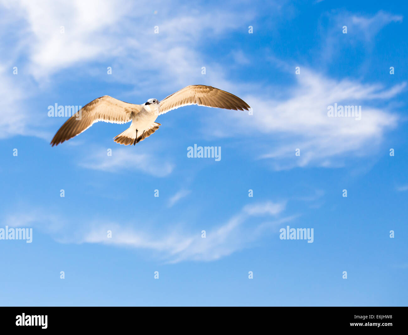 Nahaufnahme einer schönen Möwe fliegen frei vor dem Hintergrund des blauen Himmels Stockfoto
