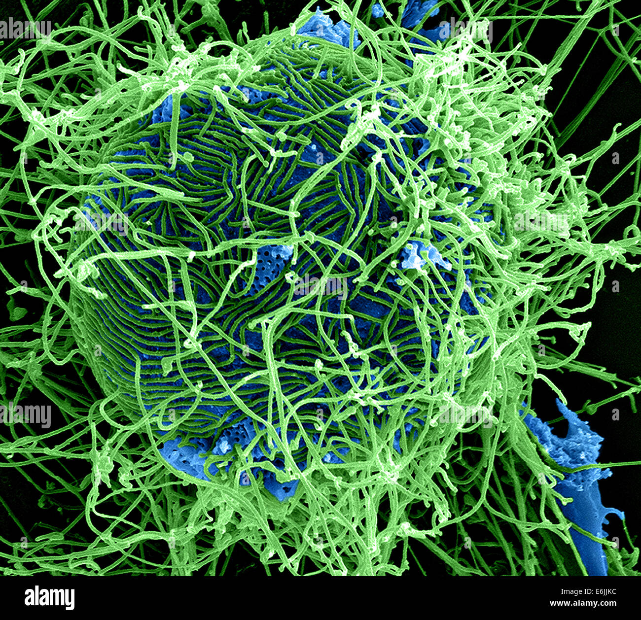 Mikroskopische Ansicht des Ebola-Virus. Eingefärbte scanning Electron Schliffbild von filamentösen Ebola-Virus-Partikel befestigt und angehende aus einer chronisch infizierten VERO E6-Zelle. Stockfoto