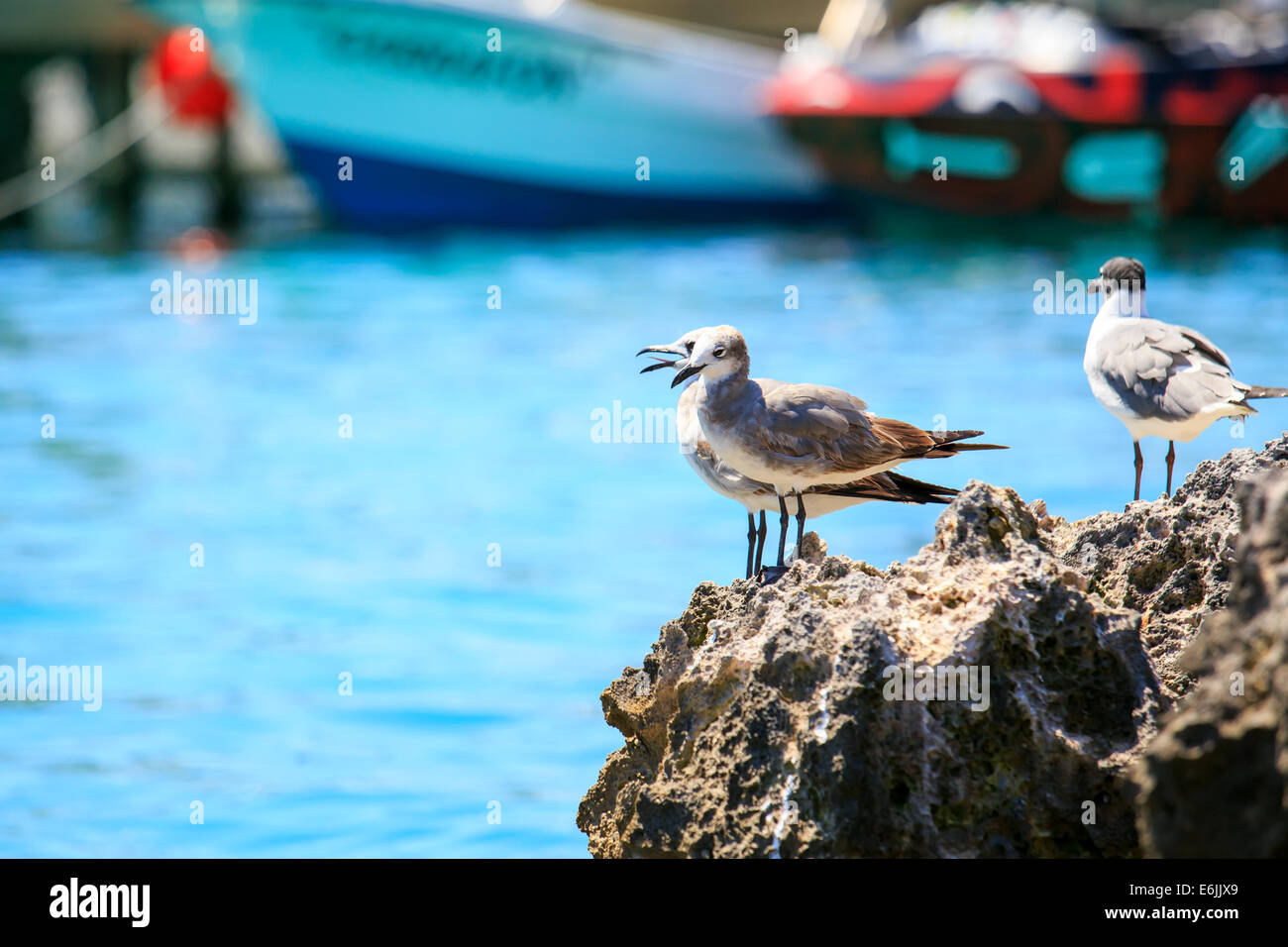 Porträt von Möwen in einem schönen mexikanischen Hafen Stockfoto