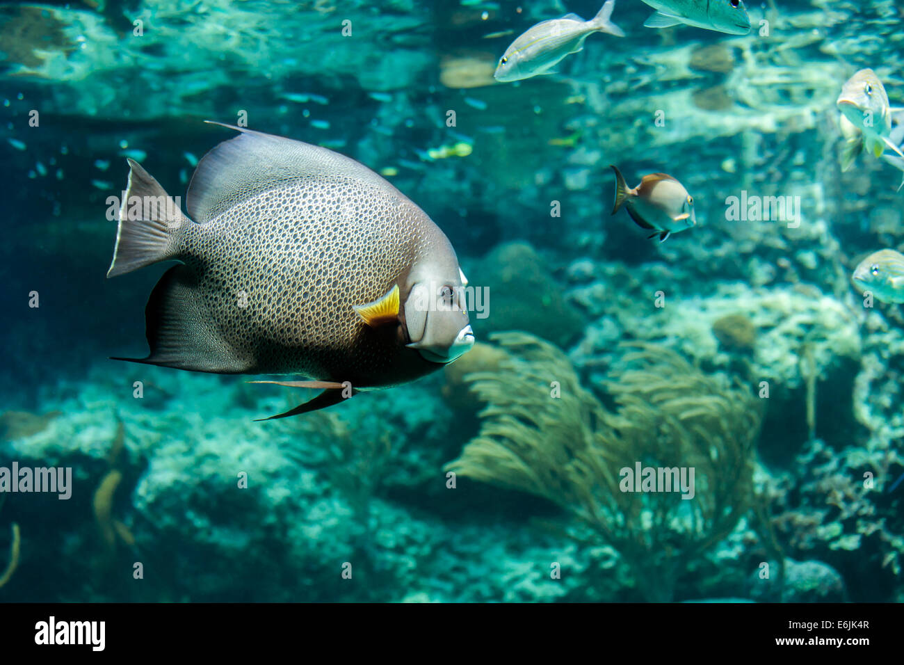 Nahaufnahme der schöne Franzosen-Kaiserfisch im karibischen Meer Stockfoto