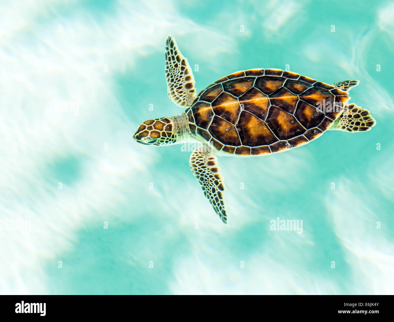 Vom Aussterben bedrohte niedlichen Schildkröte Schwimmen im türkisblauen Wasser Stockfoto