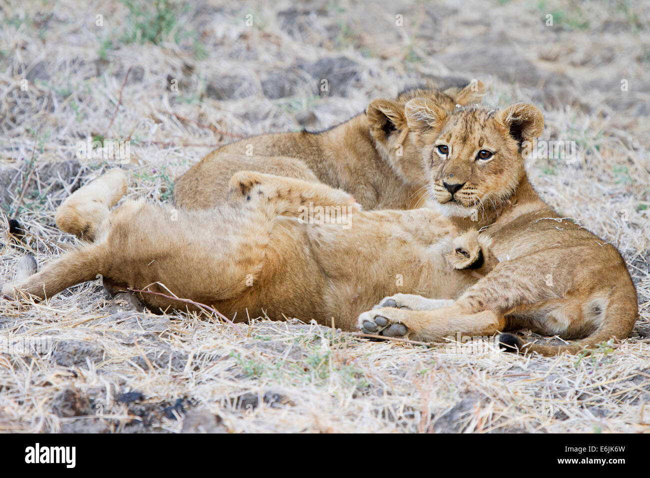 Ein Trio von verspielten Löwenbabys Stockfoto