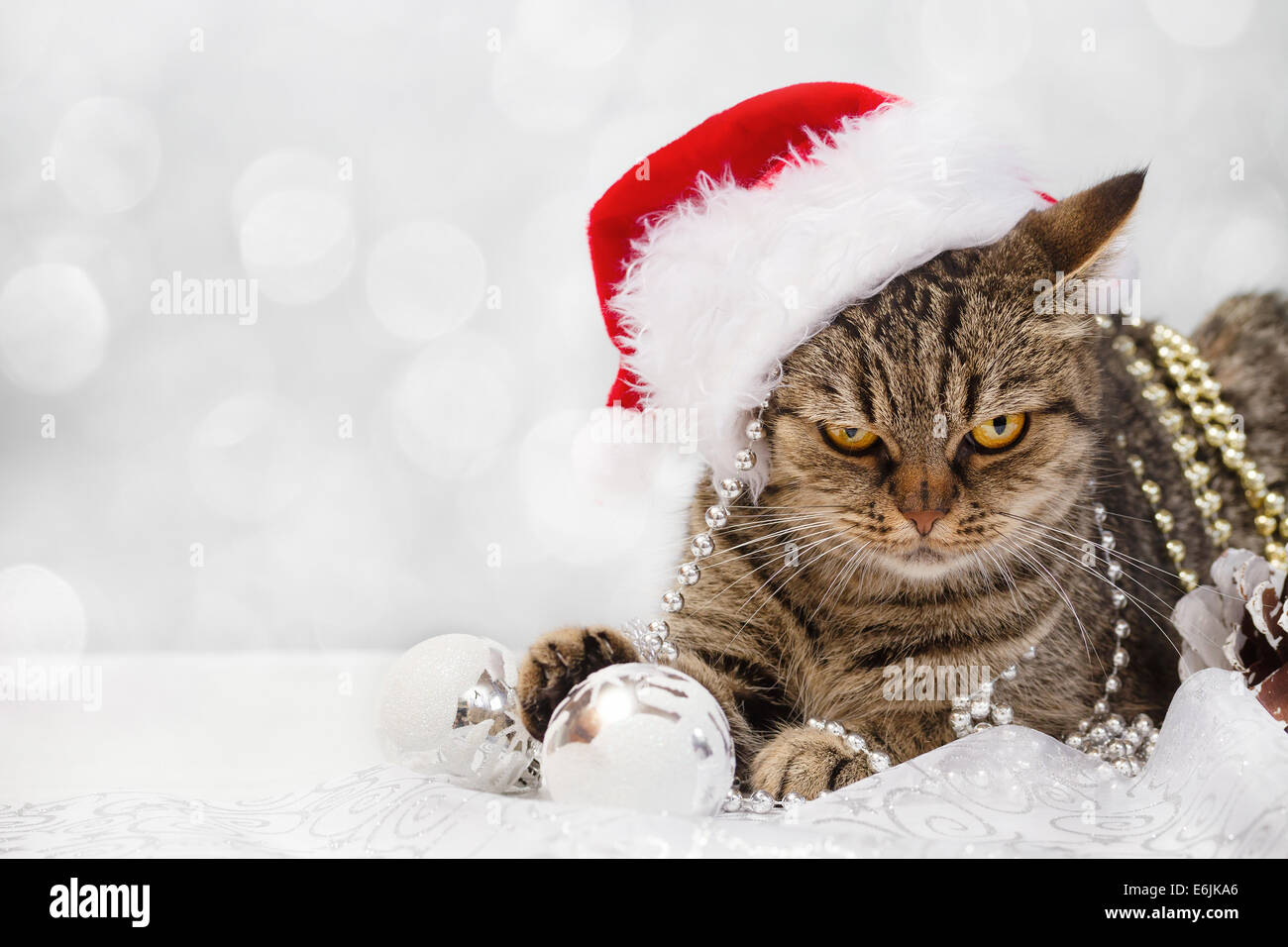 Europäische Katze mit Weihnachtsschmuck Stockfoto