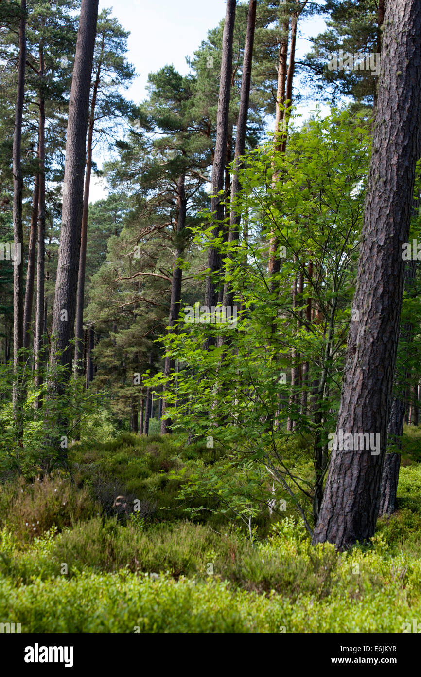 Scots Kiefer Wald Anagach Wald Grantown-on - Spey Speyside Schottland Stockfoto