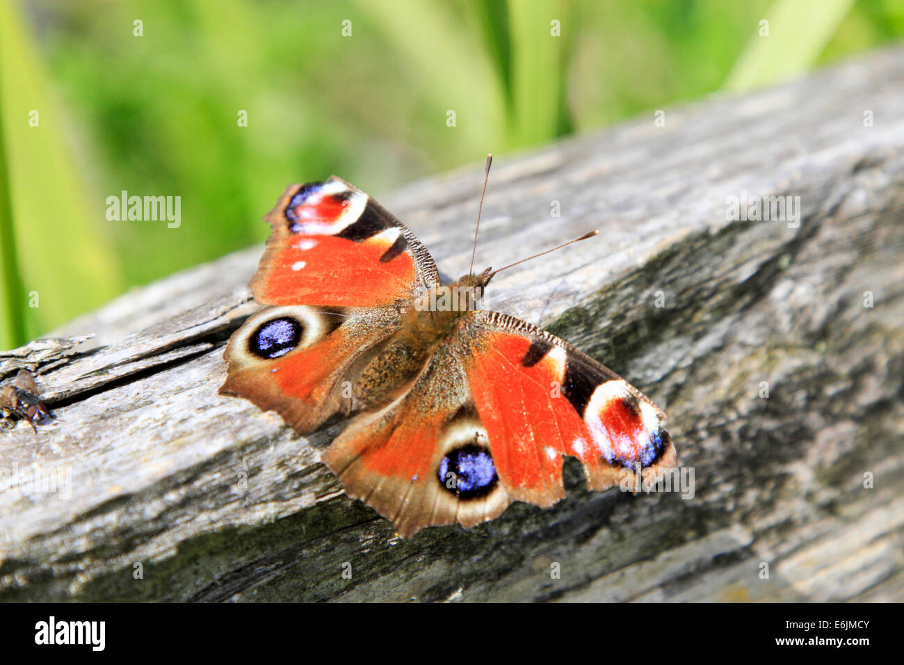 Red Admiral Schmetterling auf hölzernen Zäune Stockfoto