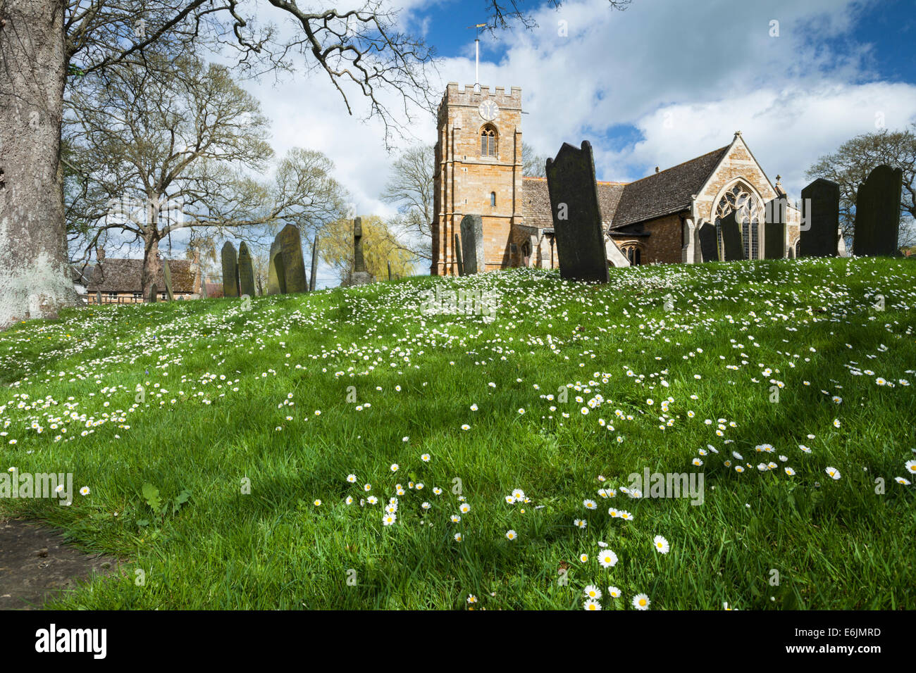 St Giles Kirche und den Friedhof voller Blüte Gänseblümchen in dem malerischen Dorf Medbourne in Leicestershire, England. Stockfoto