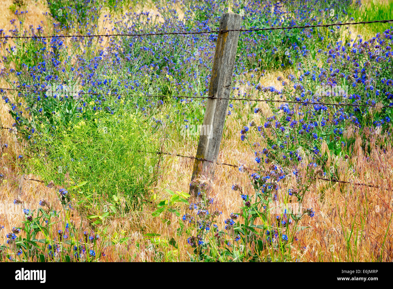 Vielzahl von Vergissmeinnicht und Stacheldraht Zaun. Entlang Imnaha River, Ost-Oregon. Hells Canyon National Recreation Area, Orego Stockfoto