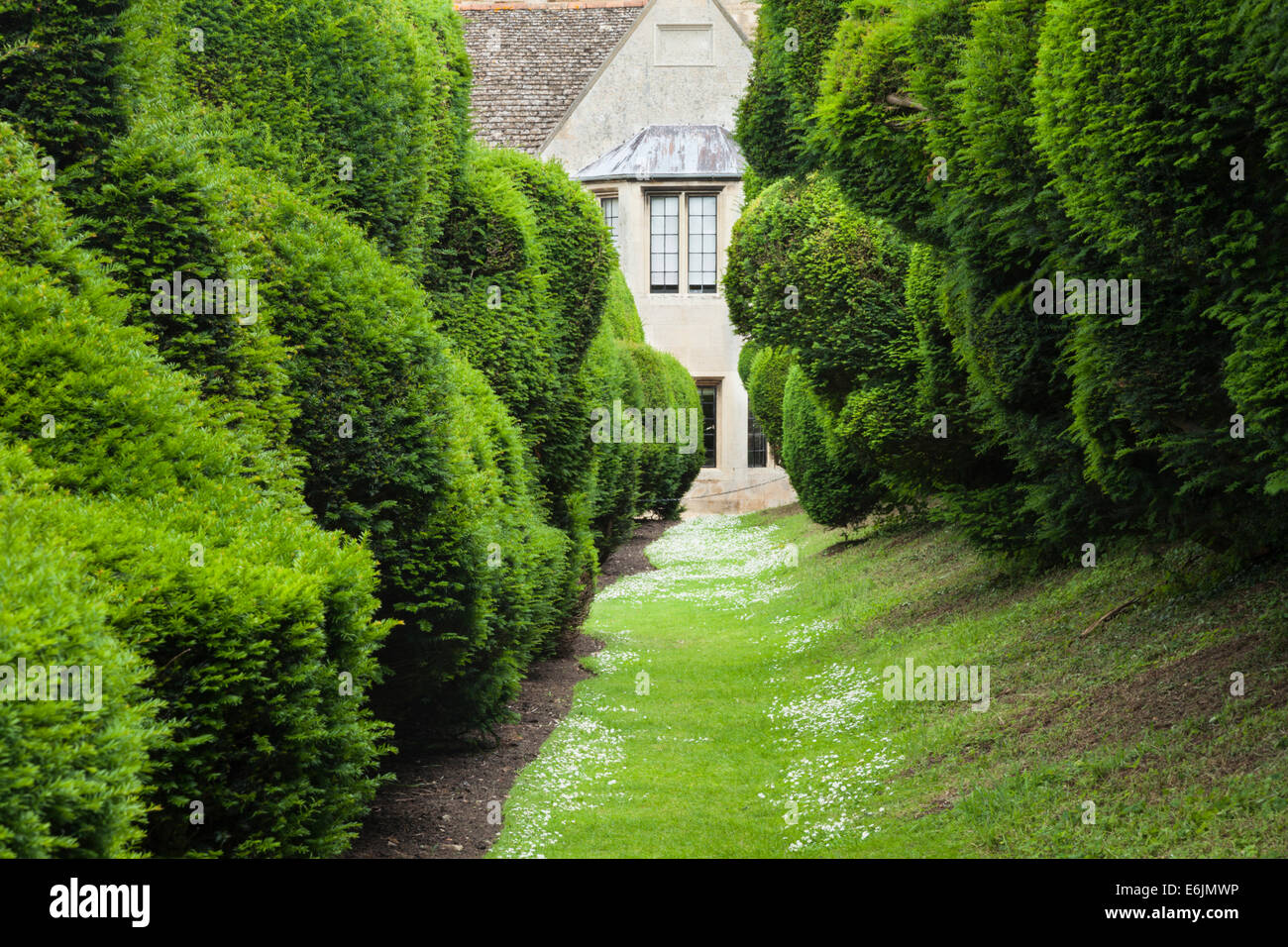 Gras Weg entlang der großen geformte Doppel eibe Hedge als 'Elephant Hedge' in Rockingham Castle, Northamptonshire, England bekannt suchen Stockfoto