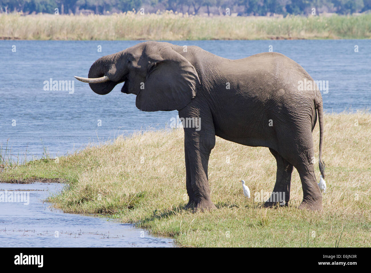 Männliche Elefanten Trinkwasser, Sambesi, Afrika Stockfoto