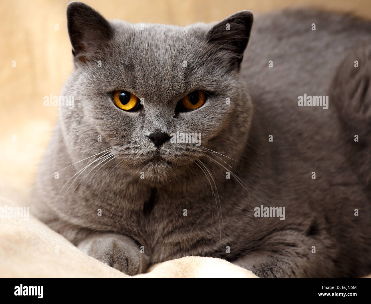 Porträt der entzückende reinrassige britische Katze Stockfoto