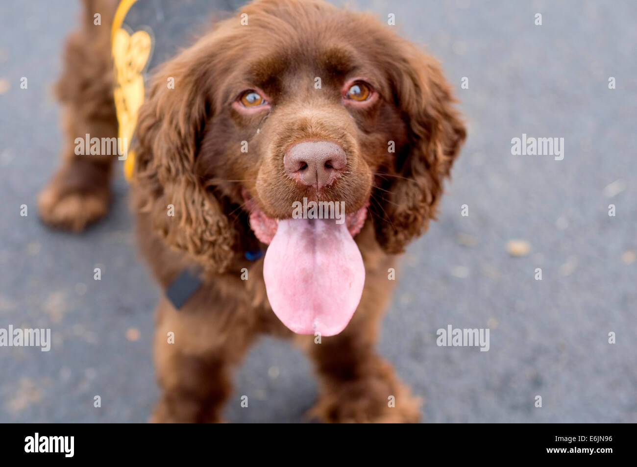 Eine braune, keuchend, bekannt als 'Mutt' Hund wedelt Schwanze gleichzeitig eine Spendenaktion und Annahme Veranstaltung für obdachlose Hunde. Er eine gemischte bre Stockfoto