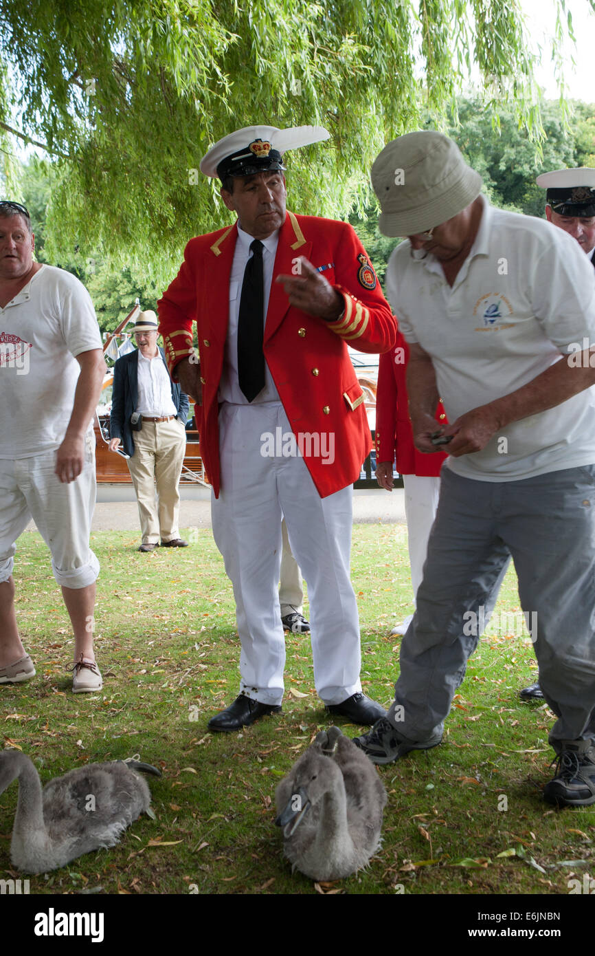 Die jährliche Verleihung des Swan Upping auf der Themse in WIndsor. Stockfoto