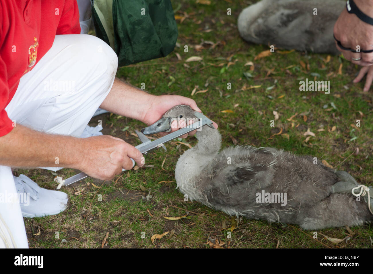 Die jährliche Verleihung des Swan Upping auf der Themse in WIndsor. Stockfoto