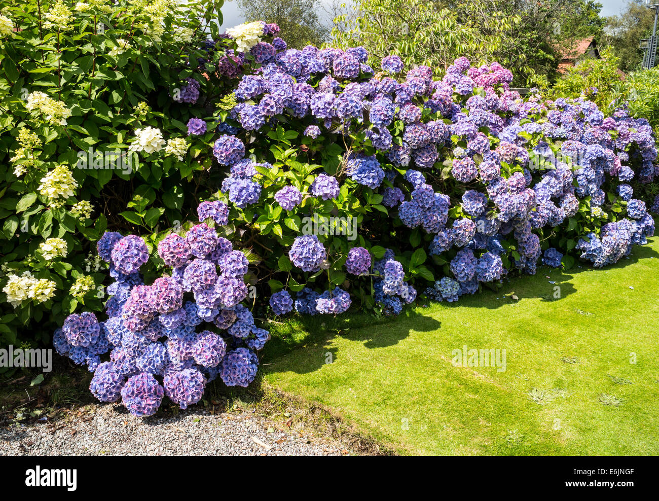 Hortensie Strauch in voller Blüte Stockfoto