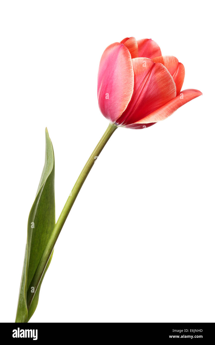 Tulpen. Schöne rosa Einzelblüte isoliert auf weißem Hintergrund Stockfoto