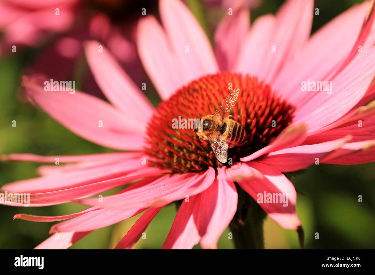 Biene auf einer Blume rosa Echinacea Stockfoto