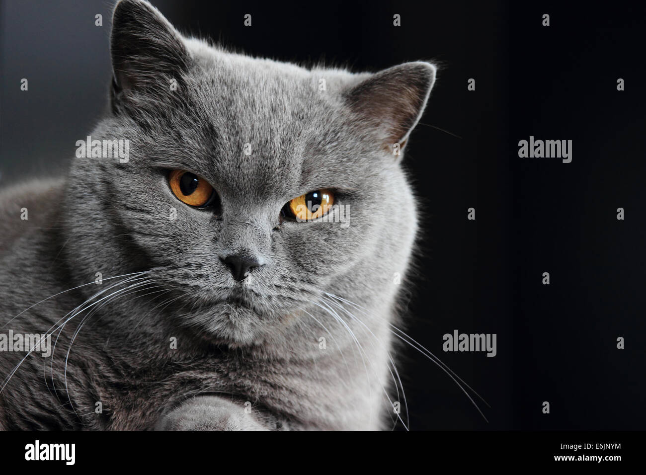 Graue britische Katze auf schwarzem Hintergrund Stockfoto