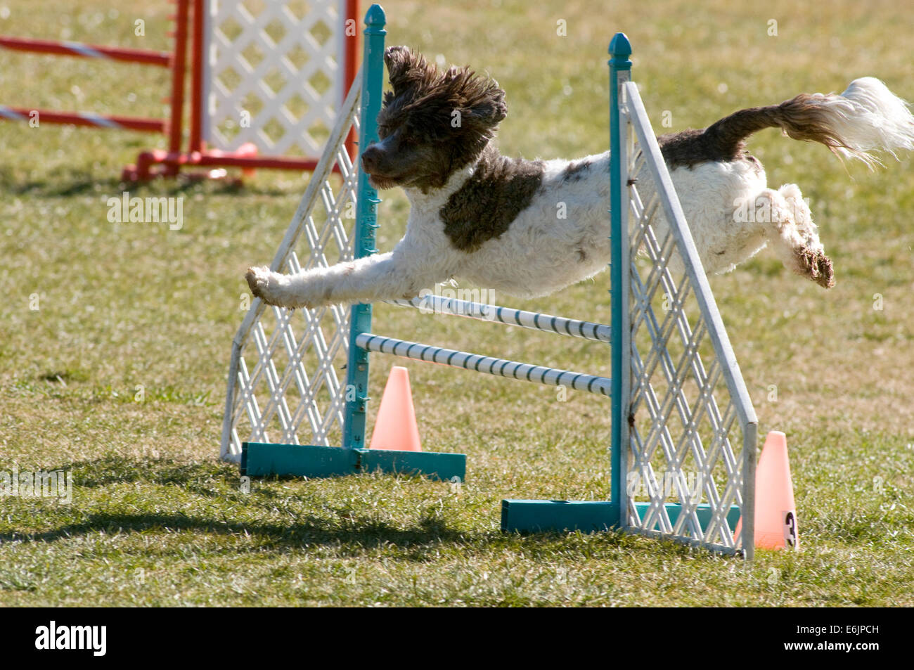 Eine braune und weiße Spaniel Mischung über einen flügellosen Sprung Agilität Ausrüstung in einem Feld zu springen. Stockfoto