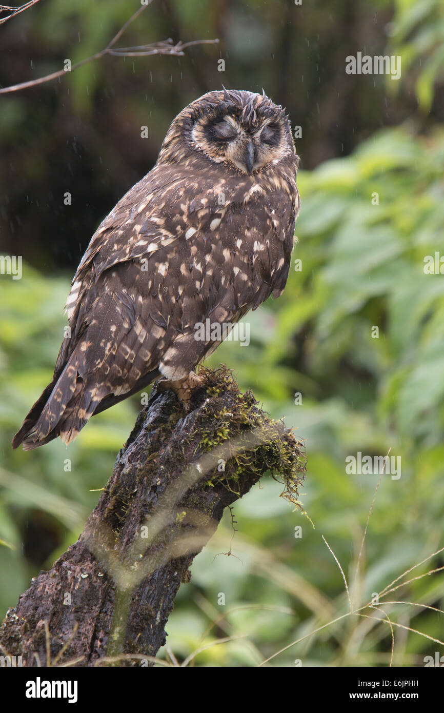 Kurze eared Eule schlafend im Regen. Stockfoto
