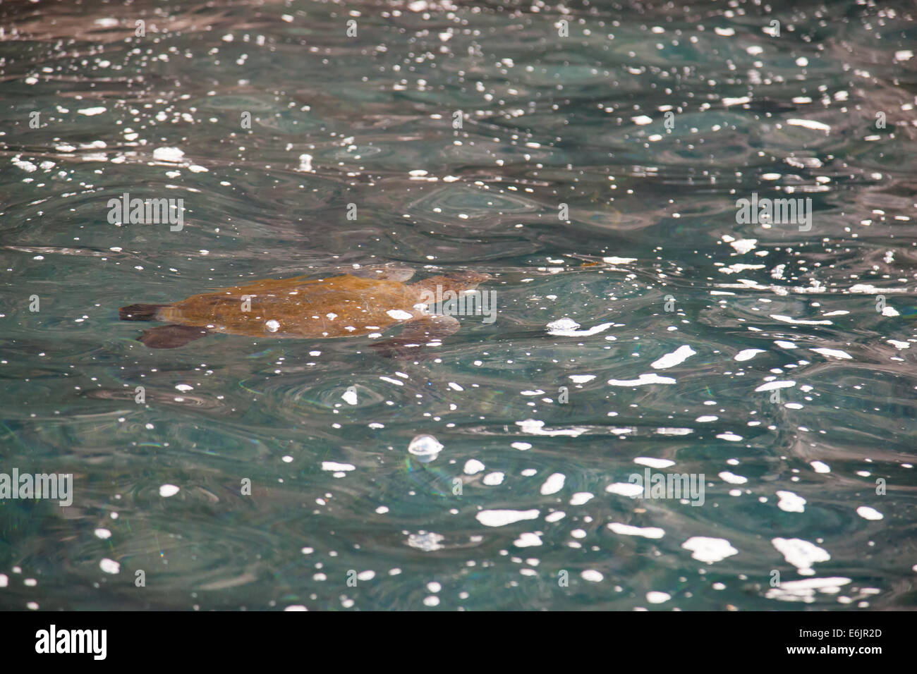Grüne Meeresschildkröten der Galapagos-Inseln. Stockfoto
