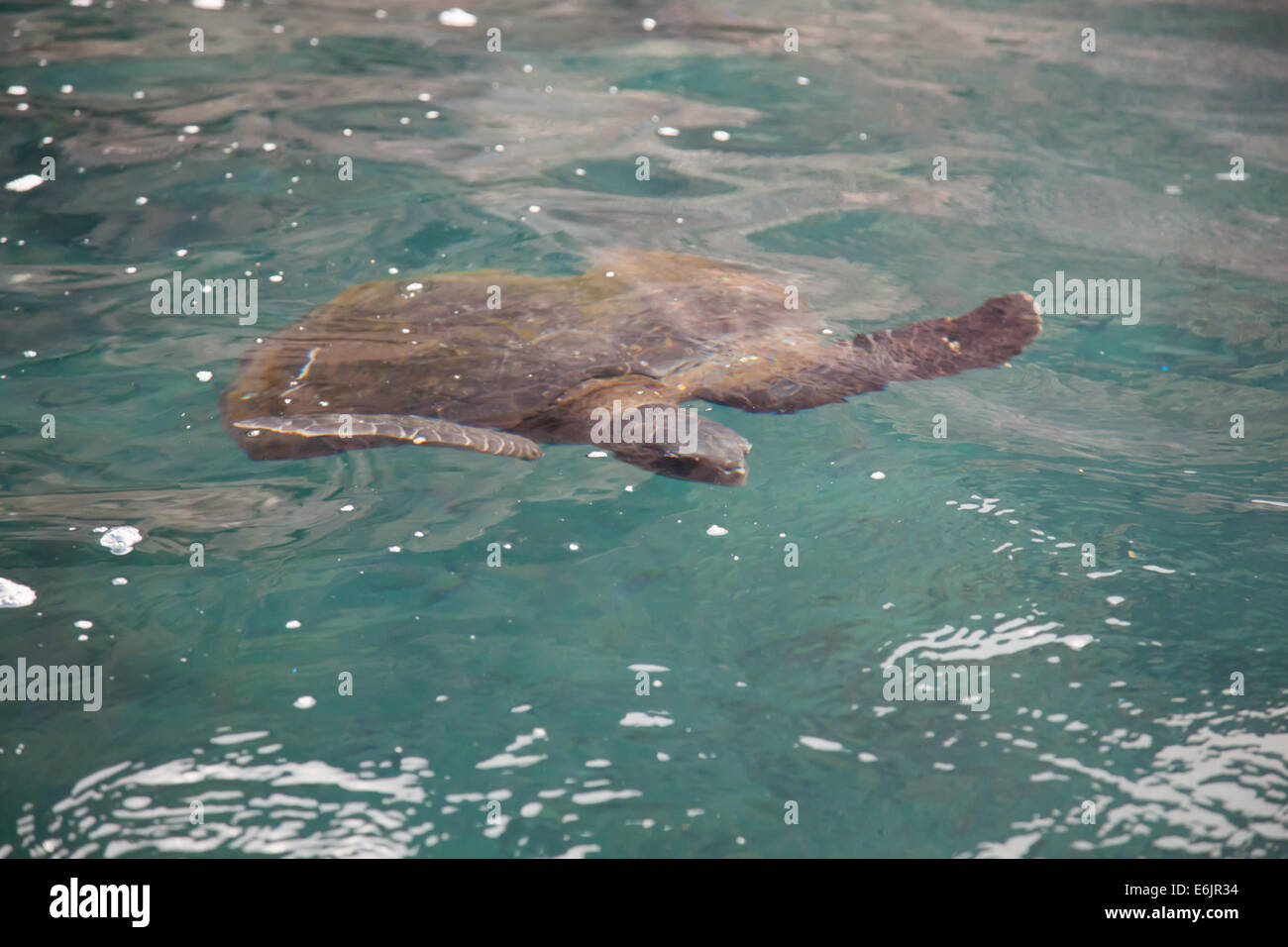 Grüne Meeresschildkröten der Galapagos-Inseln. Stockfoto
