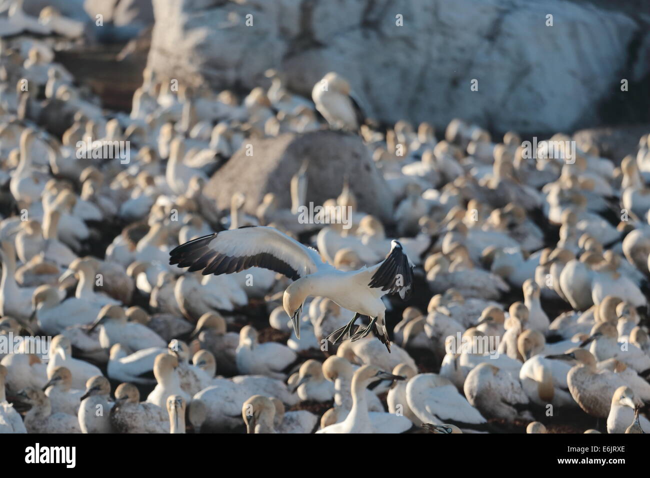 Cape Gannet überfliegen Nester auf Bird Island, Lamberts Bay, Südafrika Stockfoto