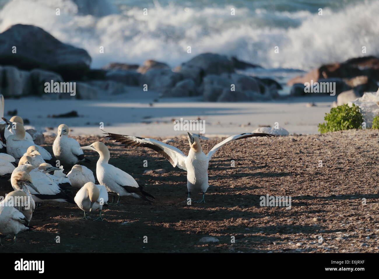 Cape Basstölpel nisten auf Bird Island, Lamberts Bay, Südafrika Stockfoto