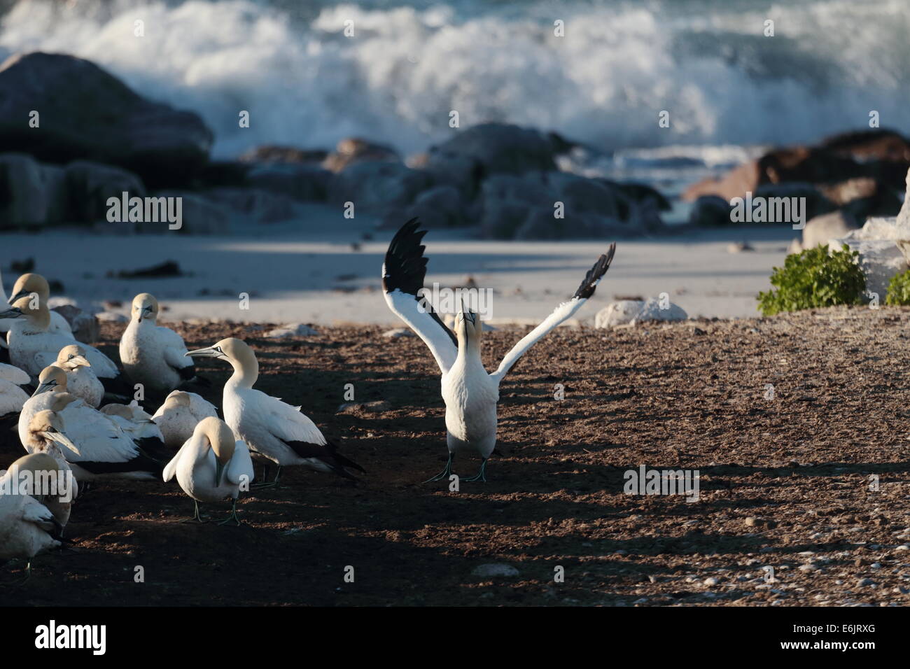 Cape Basstölpel nisten auf Bird Island, Lamberts Bay, Südafrika Stockfoto