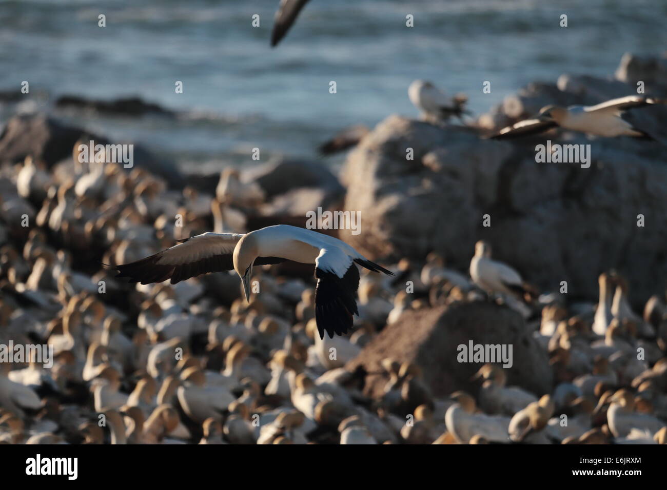 Cape Gannet überfliegen Nester auf Bird Island, Lamberts Bay, Südafrika Stockfoto