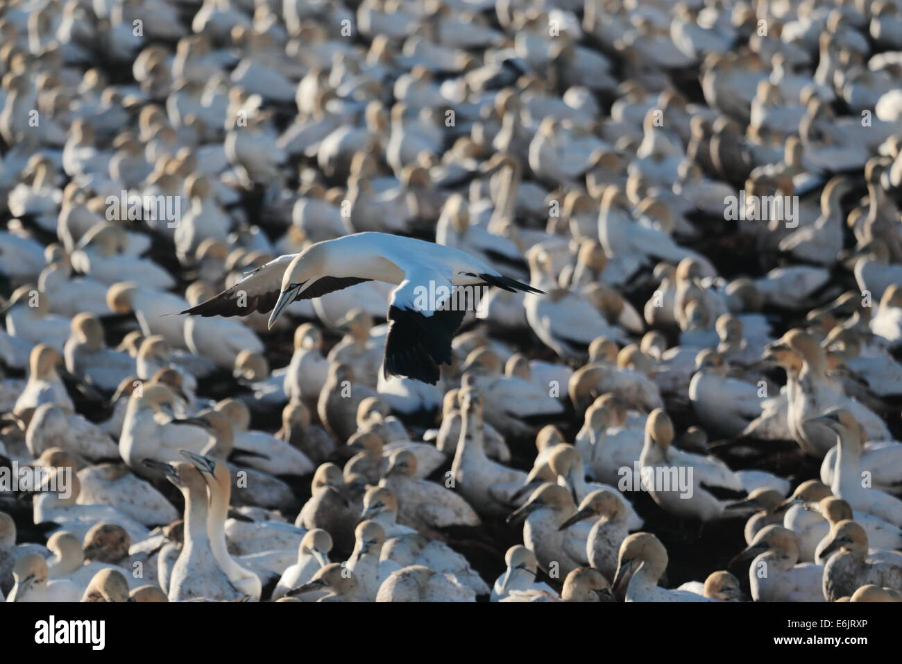 Cape Basstölpel nisten auf Bird Island, Lamberts Bay, Südafrika Stockfoto