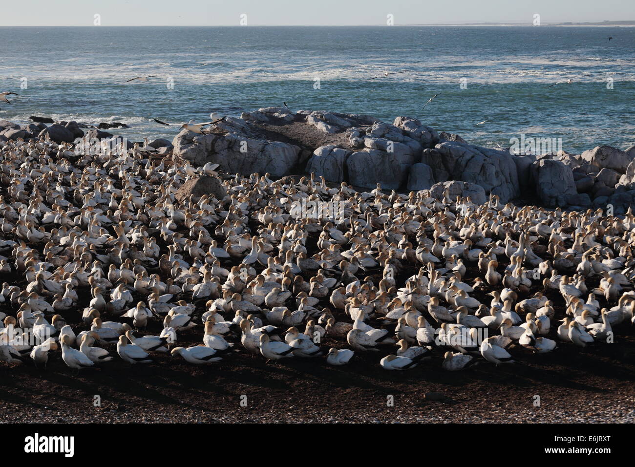 Cape Basstölpel nisten auf Bird Island, Lamberts Bay, Südafrika Stockfoto