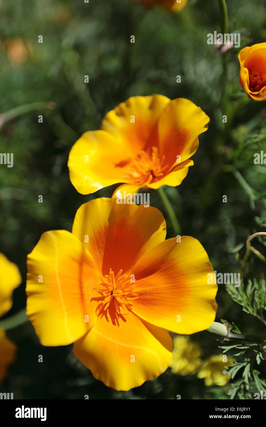 Namaqualand Frühlingsblumen in Velddrif, Westküste, Südafrika Stockfoto