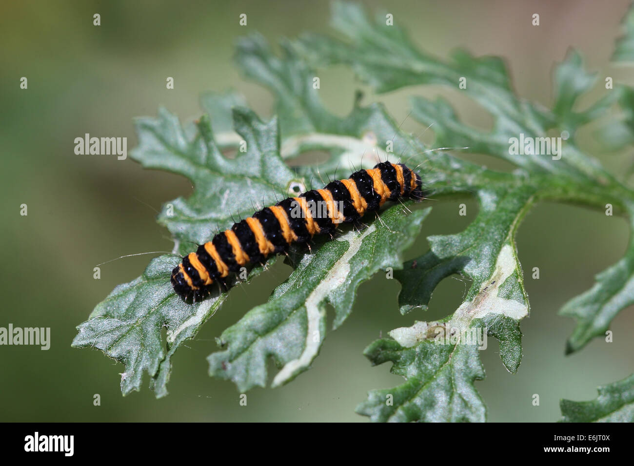 Eine Cinnabar Moth Raupe ernähren sich von gemeinsamen Kreuzkraut, Norfolk, Großbritannien. Stockfoto