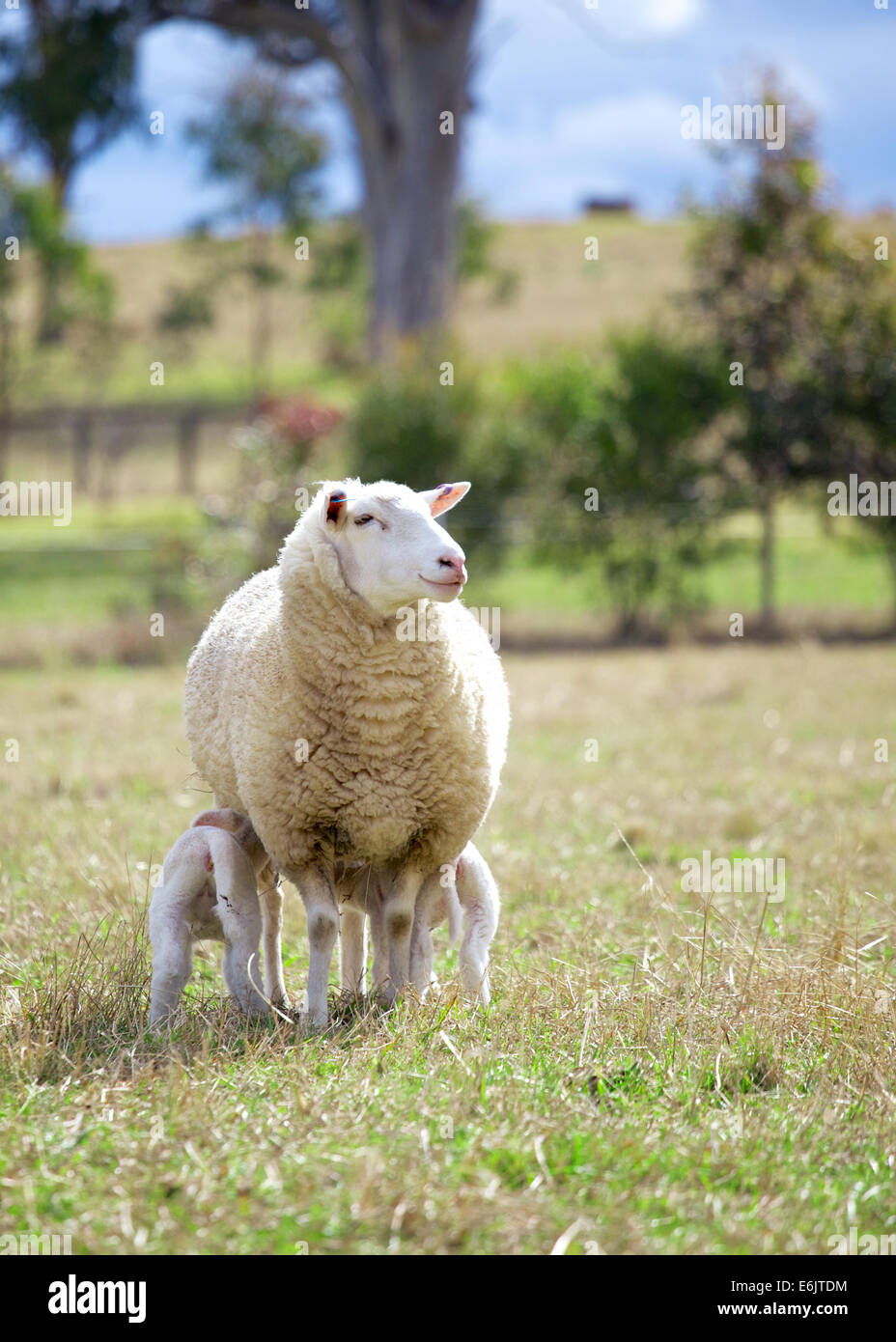 ein Suffolk Schafe und zwei Lämmer Stockfoto