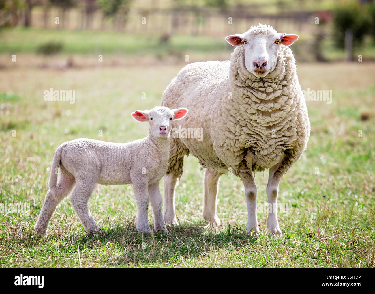 Ein weißes Suffolk Schaf mit Lamm Stockfoto