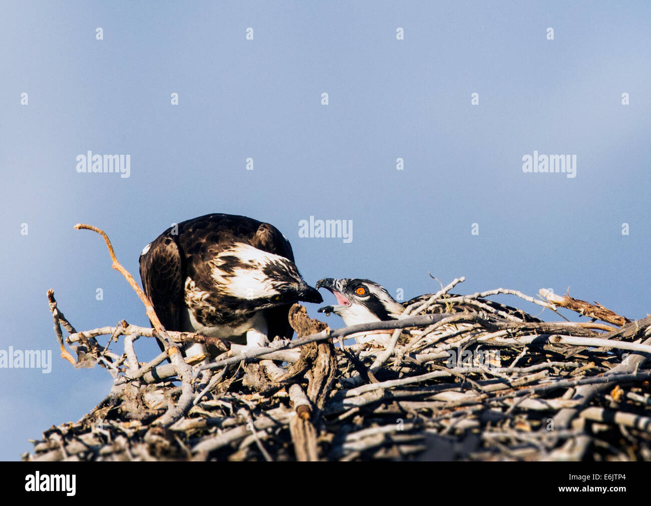 Erwachsenen Fischadler Fische zu füttern, um ein Küken im Nest, Pandion Haliaetus, Sea Hawk, Fischadler, Fluss Hawk, Hawk Fisch, raptor Stockfoto