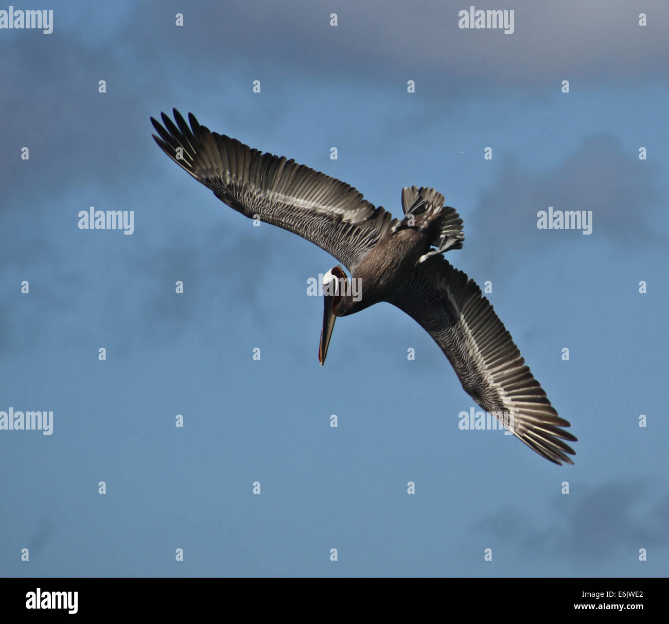 Pelikan Mitte Flug in Florida Stockfoto