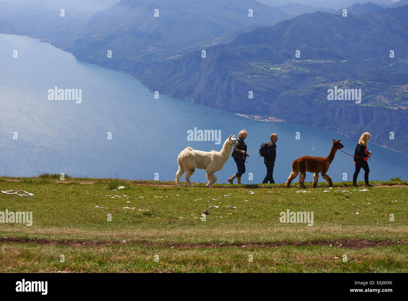 Landschaft-Blick über den Lago di Garda vom Monte Baldo, über der Stadt Malcesine, Lago di Garda, Lombardei, Trentino, Italien, Tourismus, Alpen Stockfoto