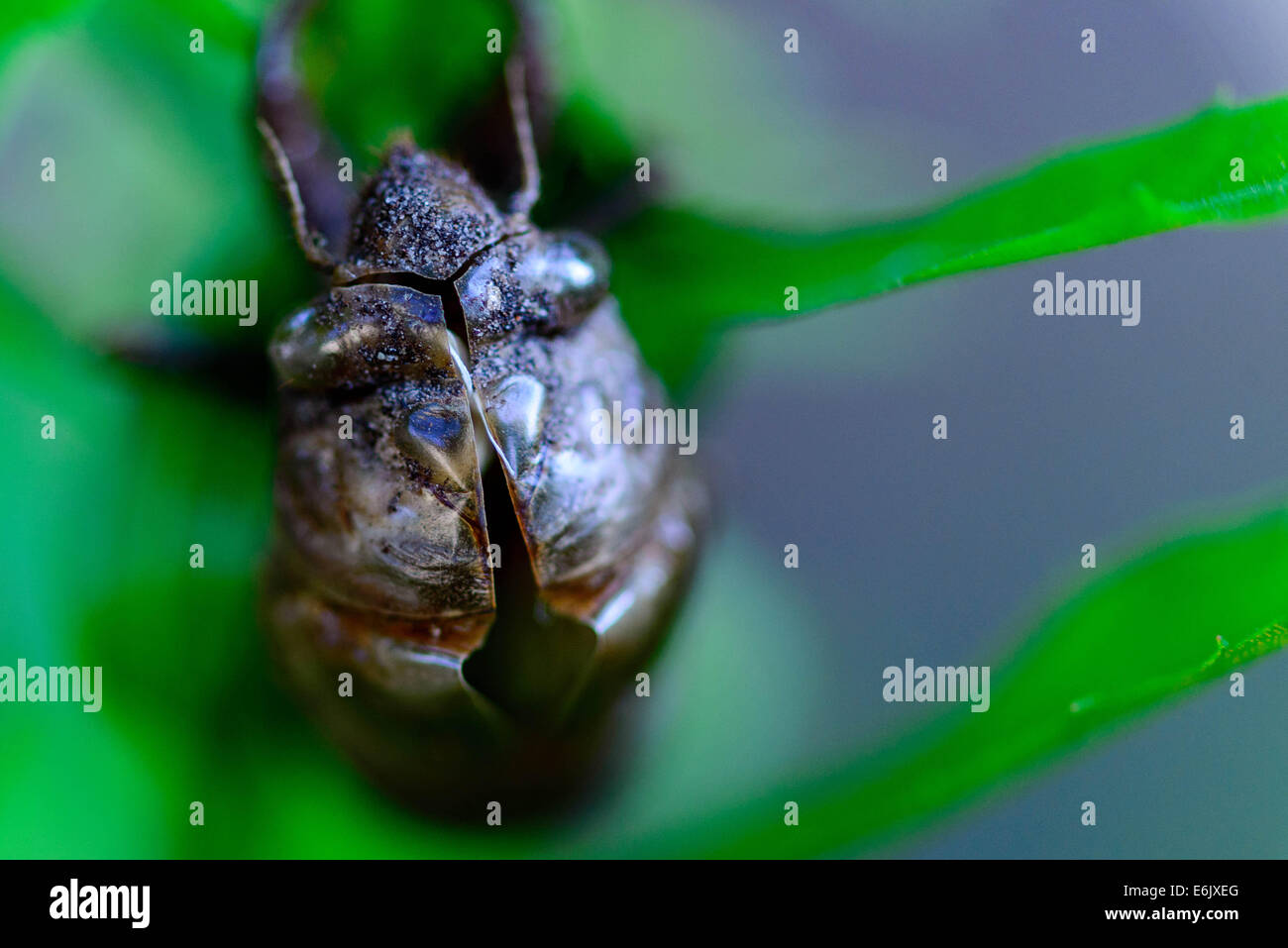 verlassene Zikade Schale festhalten an einer Pflanze Stockfoto