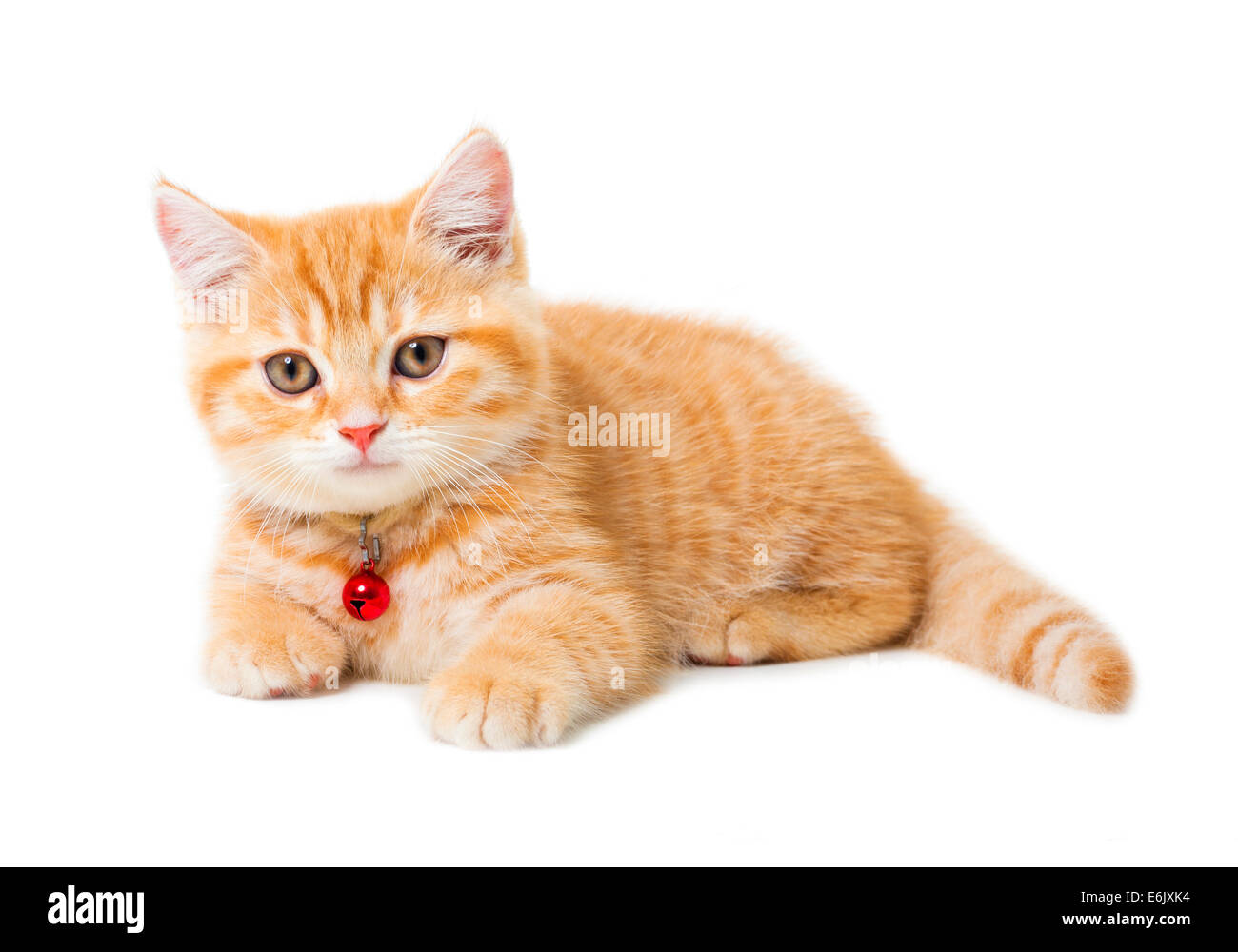 wenig Ingwer-Britisch Kurzhaar-Katzen auf weißem Hintergrund Stockfoto