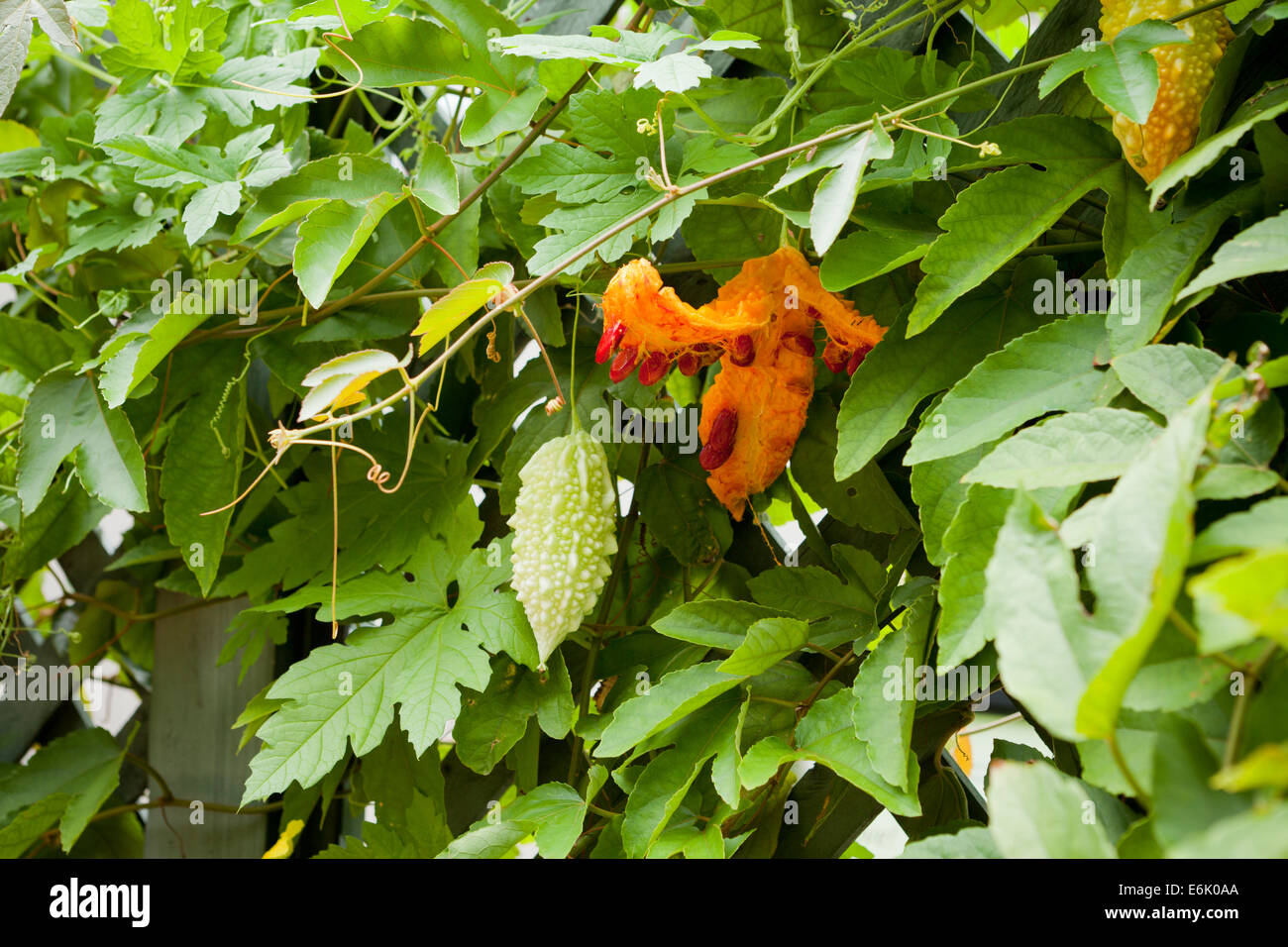 Bitter Melonen Früchte (Momordica Charantia) am Weinstock Stockfoto