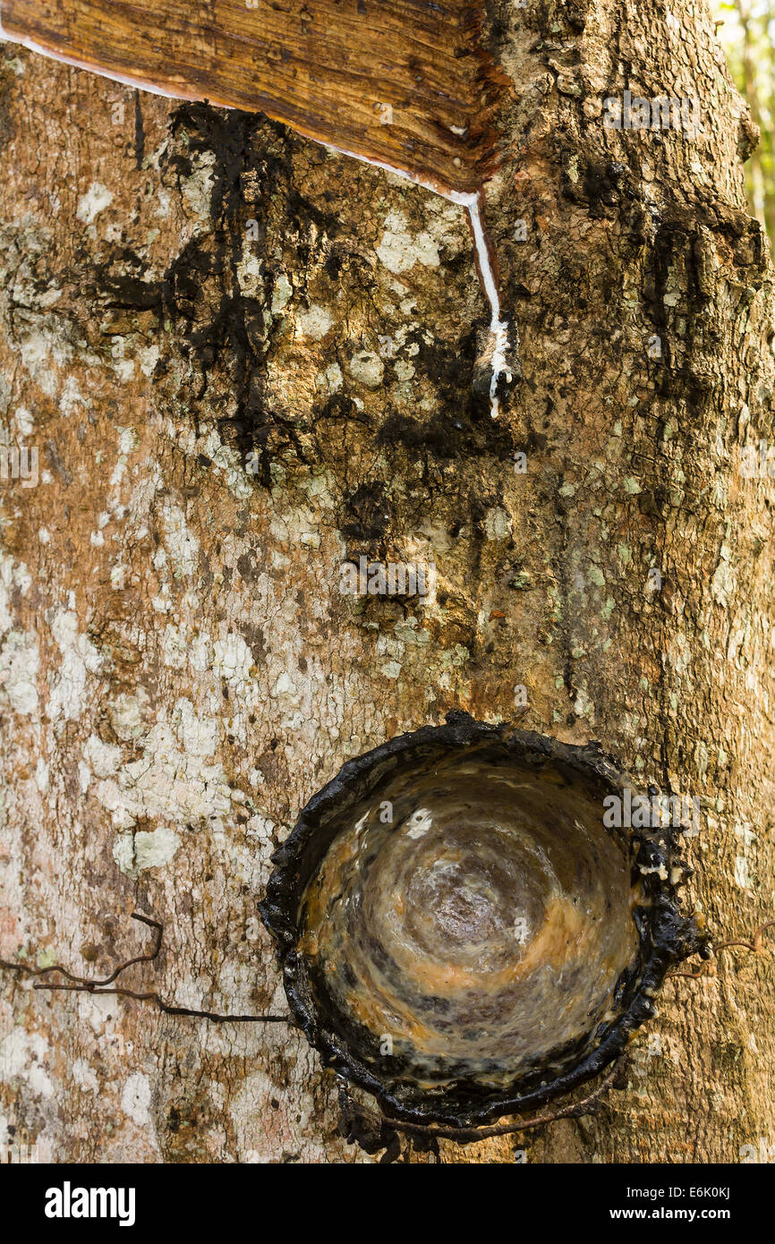 Durch Tippen auf Latex aus einem Gummibaum Stockfoto