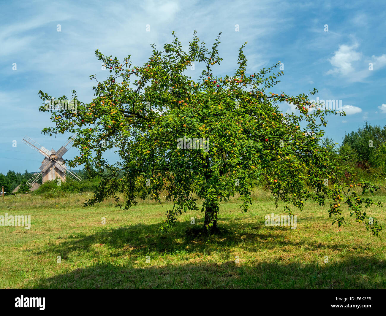 Wilde Crabapple Baum schoss gegen blauen Himmel Stockfoto